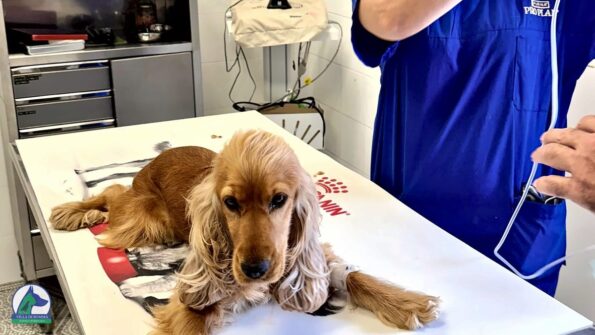 Cane cocker sul tavolo visita della Clinica Veterinaria Villa Di Somma a Pozzuoli